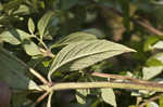 Clustered mountainmint